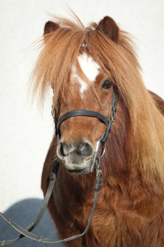 En brun ponny med fluffigt hår.
